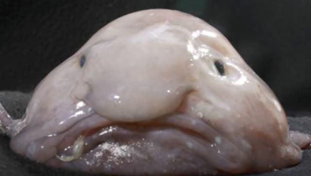 Blobfish. Foto: Capture Youtube Deep Marine Scenes