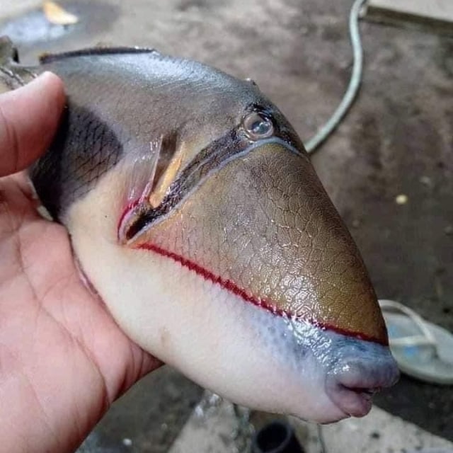 Penemuan ikan bergigi manusia. Foto: Raff Nasir/Twitter