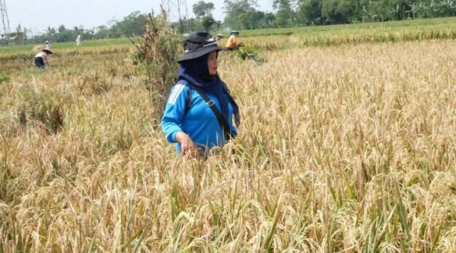 Cerita Petani Organik Lebih Untung dan Jadi Pahlawan 