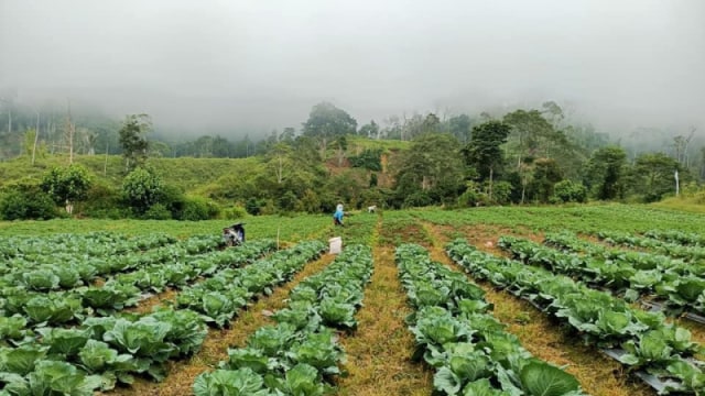 Tanaman sayur warga di Napu, Poso, Sulawesi Tengah. Foto: Kristina Natalia/PaluPoso