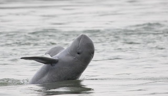 Pesut mahakam atau Irrawaddy Dolphin Foto: worldwildlife.org 