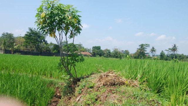 Lokasi warga Limbangsari,Cianjur, digigit ular hingga tewas. Foto: kumparan