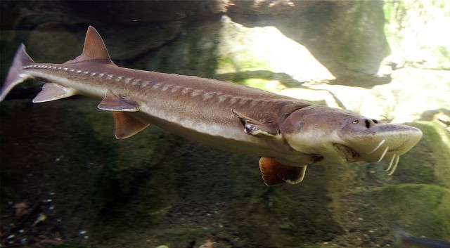 Ikan Prasejarah Zaman Dinosaurus Ini Ditemukan Terdampar Pekan Lalu (858040)