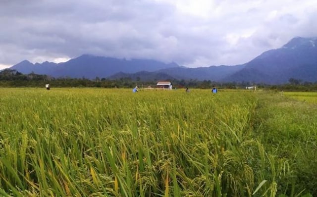 Sawah di Desa Panggak Darat, Kecamatan Lingga, dengan view Gunung Daik dan Bukit Permata akan dikembangkan menjadi Kampung Wisata Sawah oleh Dispar Lingga (Foto:Ruzi/Batamnews)