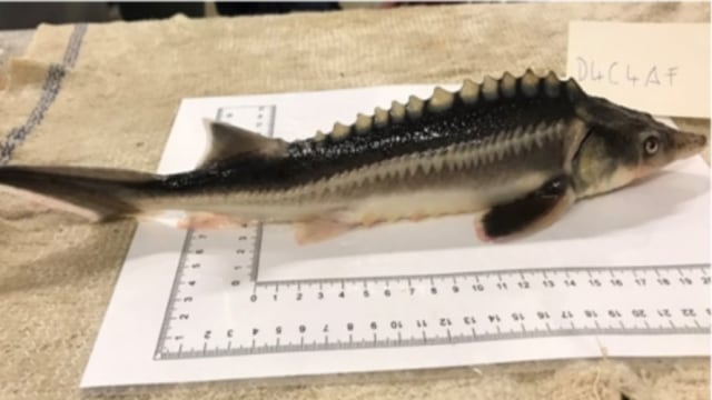 Sturddlefish, ikan hibrida sturgeon dan paddlefish. Foto: Attila Mozsar via Genes