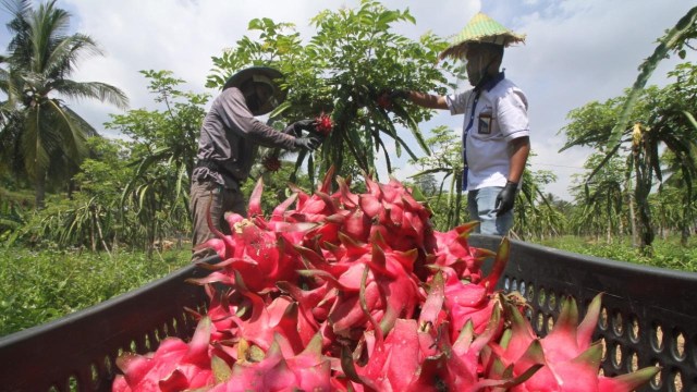 Perta Arun Gas dorong petani binaannya kembangkan kebun agrowisata. Foto: Cka Indonesia