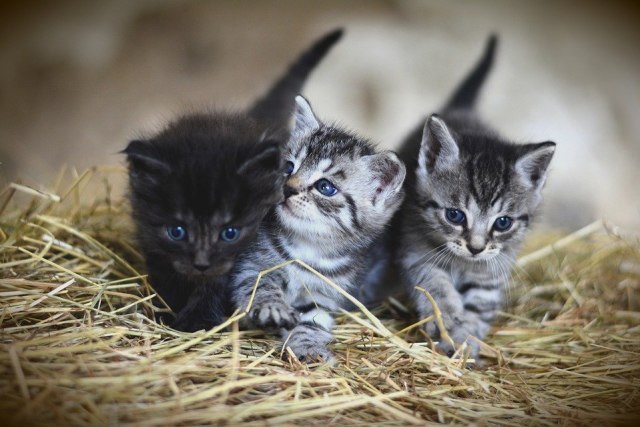 Kenapa Anak Kucing dari Satu Induk Punya Warna Beda-beda? Ini 