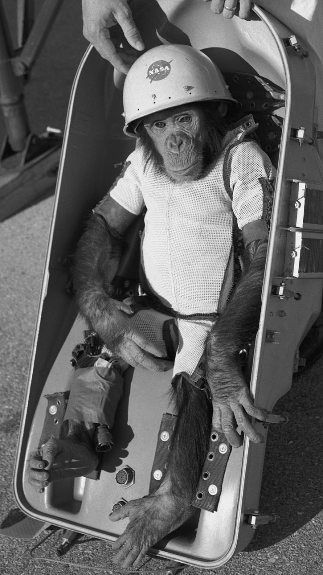 Primata bernama Ham tengah bersiap terbang ke luar angkasa dalam sebuah misi milik NASA. Foto: NASA