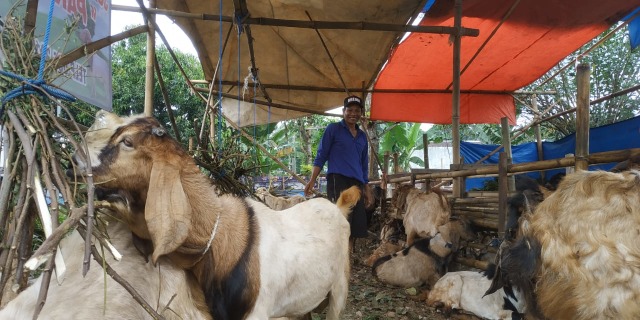 Penjualan kambing kurban. Foto: Ulul Azmi.