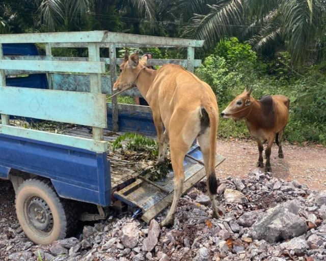 Dua ekor sapi lokal yang dicuri tersangka Sa dan S.(FOTO: Dokumen Humas Polda Kalteng).
