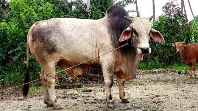 Penampakan Sapi kurban yang dibeli oleh Presiden Jokowi, ini asalnya dari Desa Karyamukti, Kecamatan Dampelas, Kabupaten Donggala, Sulteng. Sapi ini merupakan sapi jenis Brahman PO. Foto: Tim PaluPoso