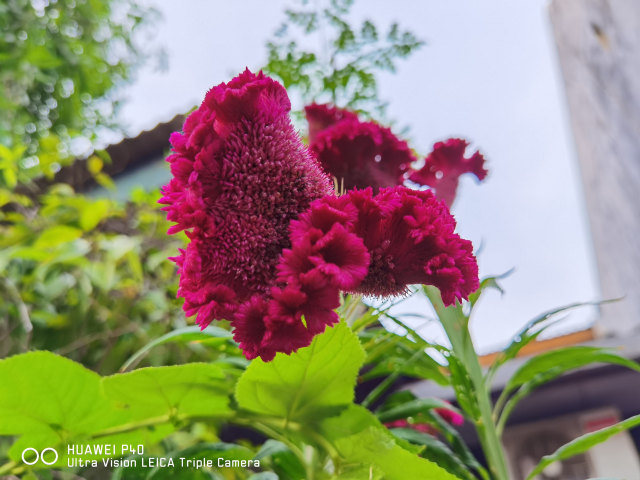 Review Huawei P40: Si Kecil yang Banyak Bisanya (162338)