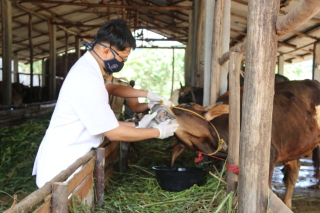 Pengecekan kesehatan hewan kurban di Bintan. Foto: kepripedia.com/istimewa