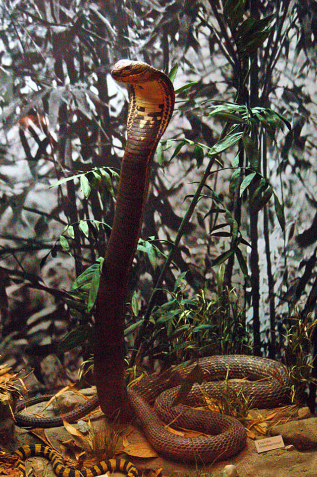 Ilustrasi spesimen seekor ular kobra raja (Ophiophagus hannah) di Royal Ontario Museum. Foto: Hectonichus via Wikimedia Commons