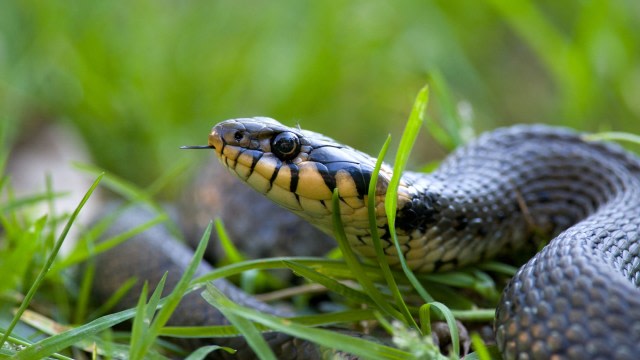Cara alami mengusir ular dari rumah