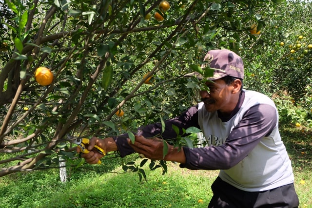 Petani jeruk. Foto: Rizal Adhi.