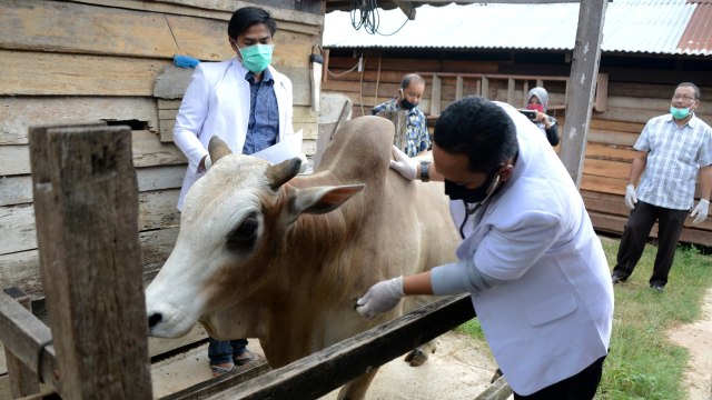 Petugas Dinas Pangan, Pertanian, Kelautan dan Perikanan memeriksa kesehatan ternak sapi di tempat resmi penjualan hewan kurban, Desa Batoh, Banda Aceh, Aceh, Jumat (24/7). Foto: Ampelsa/ANTARA FOTO
