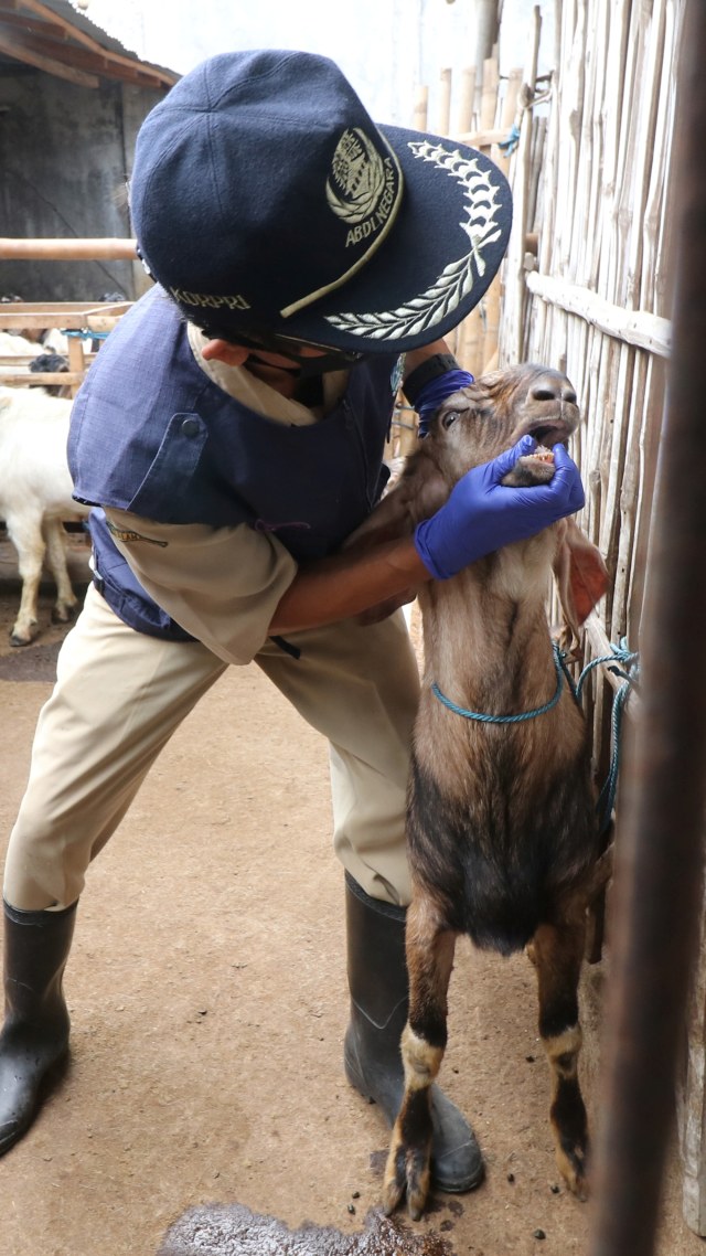 Petugas Dinas Ketahanan Pangan dan Peternakan memeriksa kondisi kelayakan hewan kurban saat sidak di salah satu tempat penjualan hewan kurban di Desa Sumberejo, Kediri, Jawa Timur, Selasa (21/7). Foto: Prasetia Fauzani/ANTARA FOTO