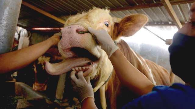 Petugas memeriksa kesehatan gigi dan mulut ternak sapi di salah satu sentra penggemukan ternak sapi di Tulungagung, Jawa Timur, Kamis (23/7). Foto: Destyan Sujarwoko/ANTARA FOTO