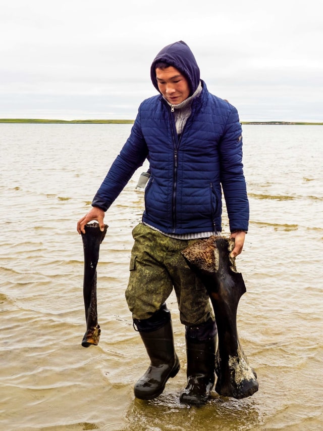 Peneliti membawa tulang mammoth yang ditemukan di Danau Pechevalavato di wilayah Yamalo-Nenets, Rusia. Foto: Artem Cheremisov/Russia Press Office via AP