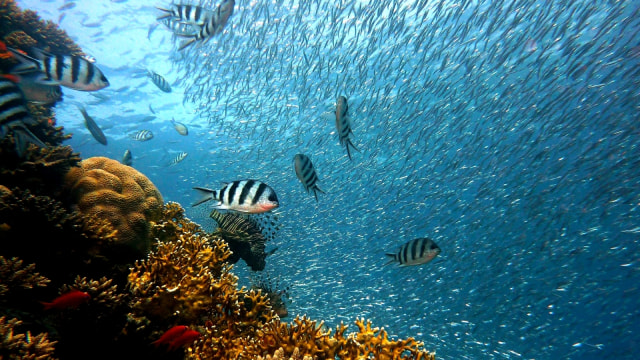 15 Tahun Swedia Curiga Kapal Selam Asing, Ternyata yang Dicari Suara Kentut Ikan (81121)