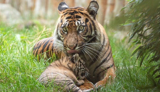 Bayi Harimau Sumatera. Foto: Wroclaw Zoo via AP