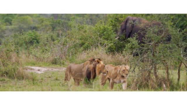 Pasangan Singa Betina dan Jantan. Sumber Foto: Youtube,com/Smithsonian Channel