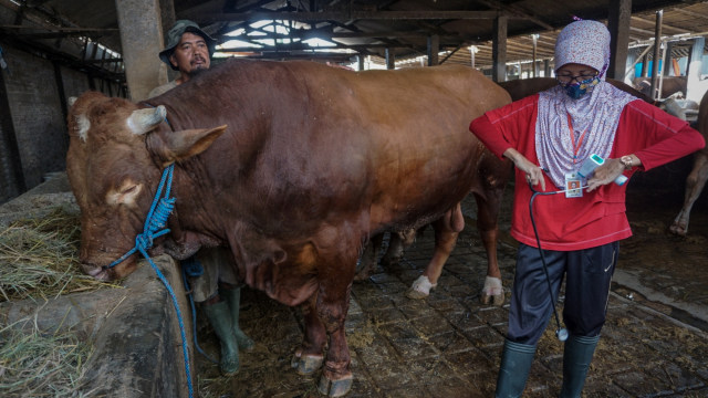 Pekerja memberi makan sapi yang dibeli Presiden Joko Widodo untuk kurban Idul Adha di Polokarto, Sukoharjo, Jawa Tengah, Jumat (24/7). Foto: Mohammad Ayudha/ANTARA FOTO