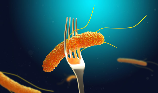 Ilustrasi bakteri salmonella Foto: dok.Shutterstock