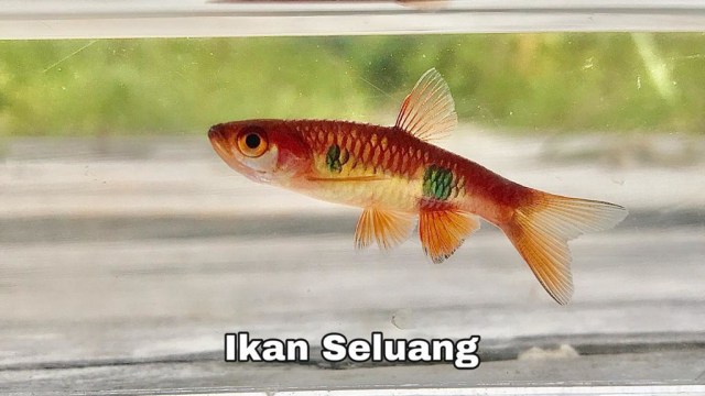 Microfishing: Memancing Ikan Kecil sambil Menikmati Alam Kalimantan (363998)