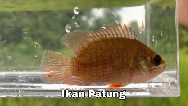 Microfishing: Memancing Ikan Kecil sambil Menikmati Alam Kalimantan (363999)