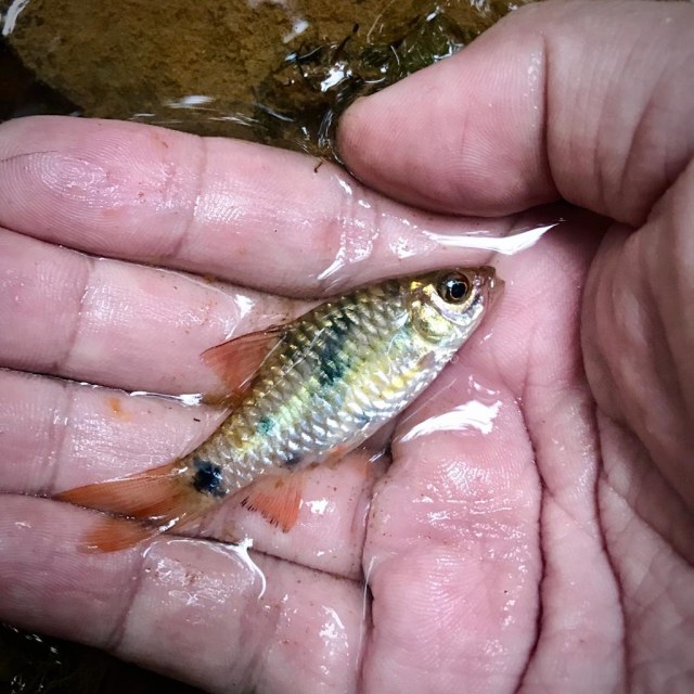 Microfishing: Memancing Ikan Kecil sambil Menikmati Alam Kalimantan (364000)