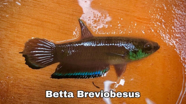 Microfishing: Memancing Ikan Kecil sambil Menikmati Alam Kalimantan (364002)