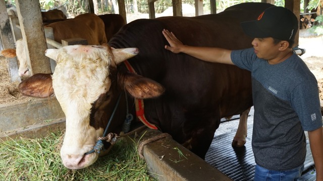 Peternak sapi, Rika Daru Effendi (28) menunjukan sapi jenis simmental yang dibeli Presiden Joko Widodo untuk Idul Adha 1441 H di Sedayu, Bantul, D.I Yogyakarta, Jumat (24/7). Foto: Andreas Fitri Atmoko/ANTARA FOTO