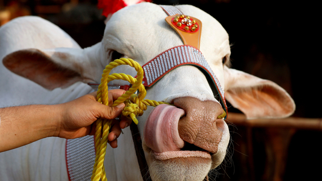 Seekor sapi kurban ditampilkan di pasar sapi, di Peshawar, Pakistan (27/7). Foto: Fayaz Aziz/REUTERS
