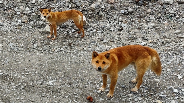 Anjing Primitif Ditemukan di Papua, Mirip Rubah dan Tak Suka