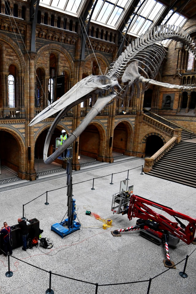 Tim konservasi di Natural History Museum membersihkan Hope, kerangka paus biru, di London, Inggris, Senin (27/7). Foto: Dylan Martinez/REUTERS