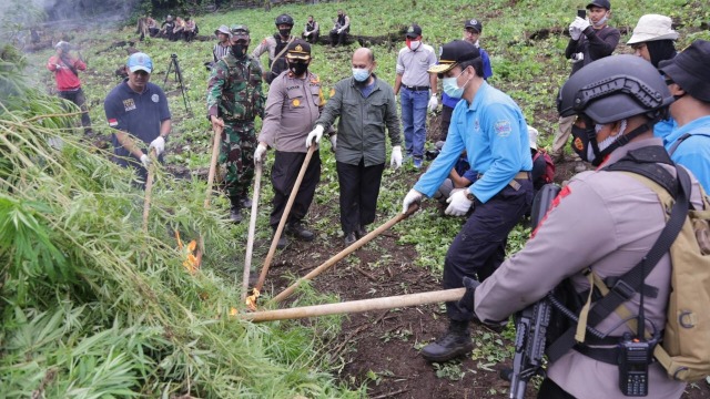 Badan Narkotika Nasional (BNN) memusnahkan sebanyak lima hektare ladang ganja di Desa Pulo, Kecamatan Seulimeum, Aceh Besar. Foto: BNN