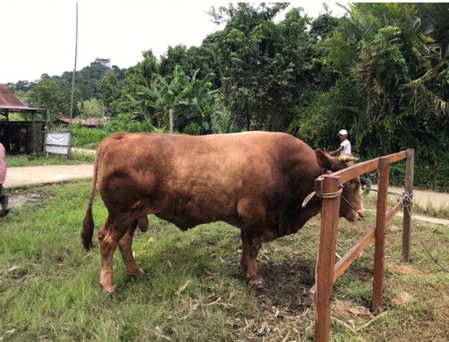 Sapi Kurban Presiden Jokowi dari Samarinda, Beratnya Capai 968 Kilogram