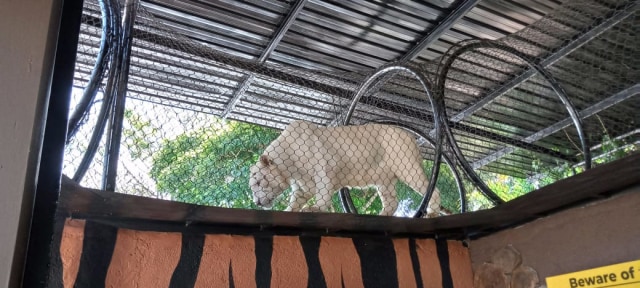 Parade Harimau Sumatera di Lorong harimau.