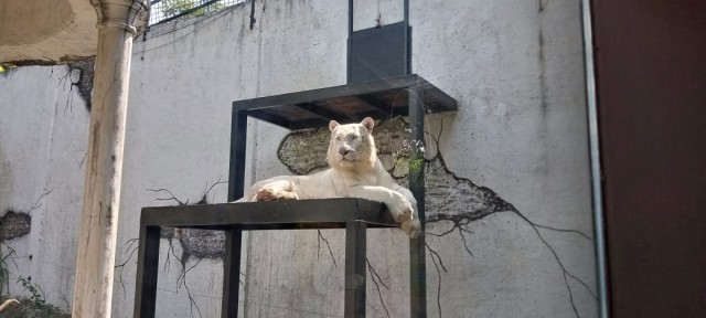 Peringati World Tiger Day, JTP Launching Lorong Harimau (41118)