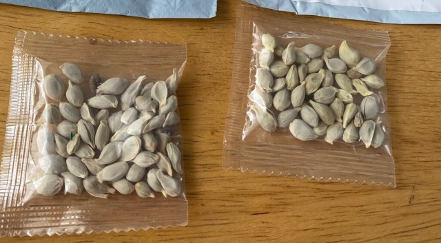 Paket benih misterius yang diteruma sejumlah warga di AS. Foto: Facebook/Washington State Department of Agriculture