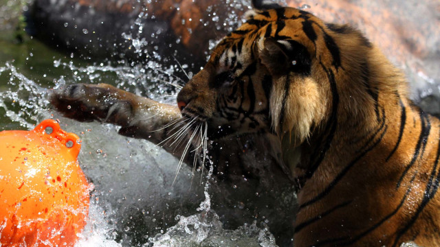 Seekor harimau Sumatra (Panthera tigris sumatrae) yang diberi nama Bayu, bermain dengan kado berupa bola dalam Peringatan Hari Harimau Sedunia di Jatim Park 2, Batu, Jawa Timur, Rabu (29/7/2020). Foto: ARI BOWO SUCIPTO/ANTARA