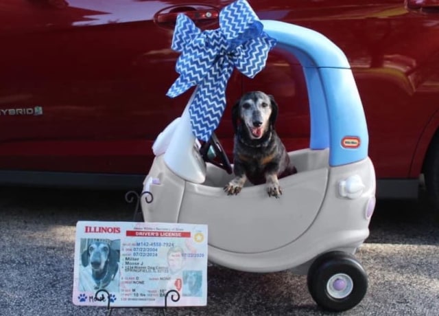 Bak Manusia, Anjing Ini Dapat Hadiah SIM Saat Berusia 16 Tahun (624463)