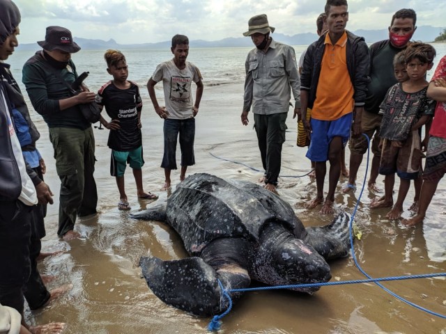 Penyu yang terjaring pukat nelayan di Kupang. Foto: istimewa.