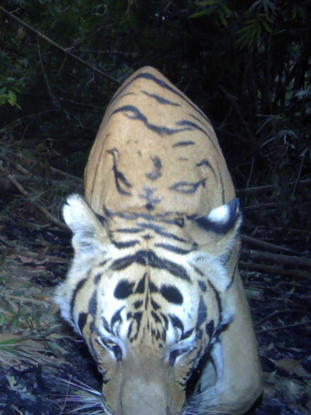 Seekor harimau yang tertangkap jebakan kamera di hutan barat Thailand. Foto: DNP-Panthera-ZSL-USFWS-AsECF-RCU/via REUTERS