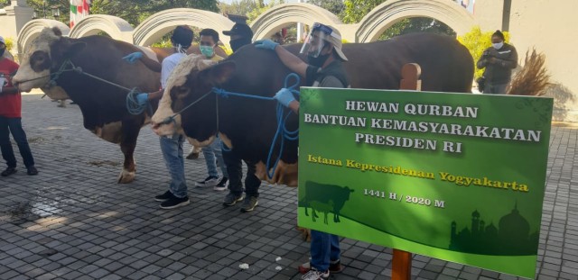 2 ekor sapi bantuan kemasyarakatan dari Presiden Jokowi, di kompleks Kepatihan, Kamis (30/7/2020). Foto: Len/Tugu Jogja.