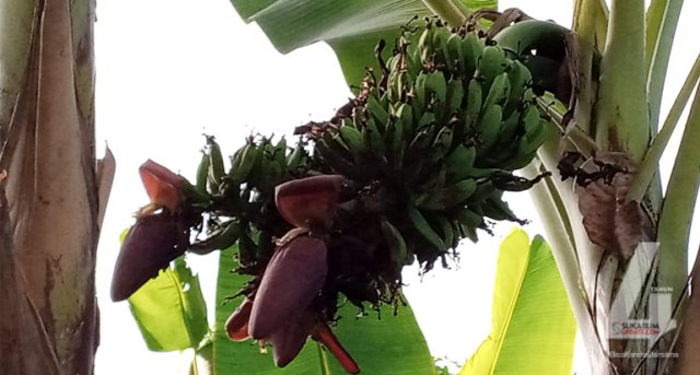 Bikin Heboh, Ada Pohon Pisang Berjantung 3 di Sukabumi (83031)