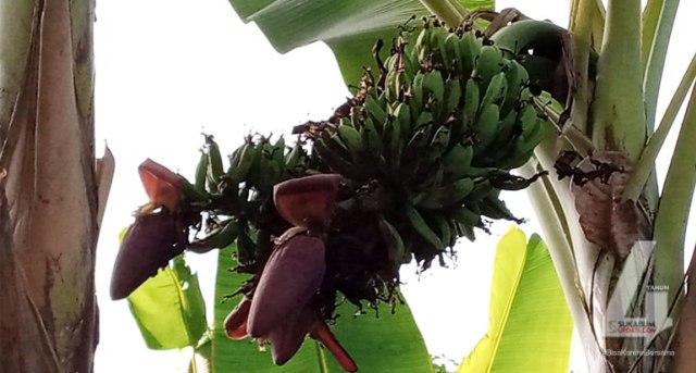 Pohon pisang ambon tumbuh dengan tiga jantung dan dua tandan di Kampung Cibolang, Desa Citepus, Kecamatan Palabuhanratu, Kabupaten Sukabumi, Kamis (30/7/2020). | Sumber Foto: Sukabumiupdate.com/Nandi