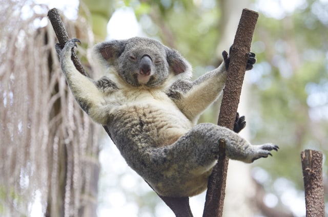 Wisata Wildlife yang Wajib Kamu Jelajahi saat ke Australia (138163)